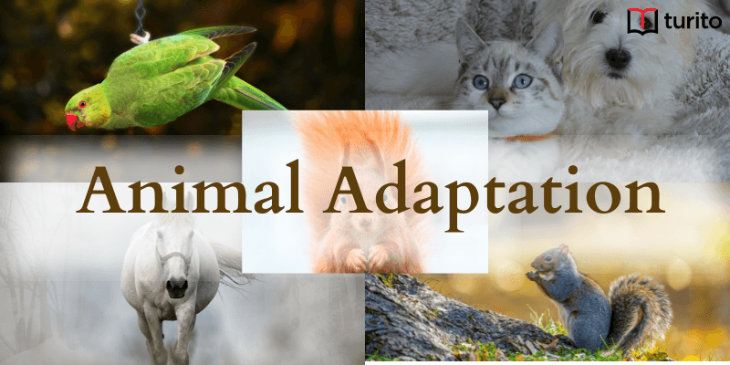 Animal Adaptation - Importance, Types and Examples