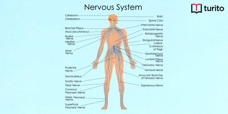 Nervous System (1)