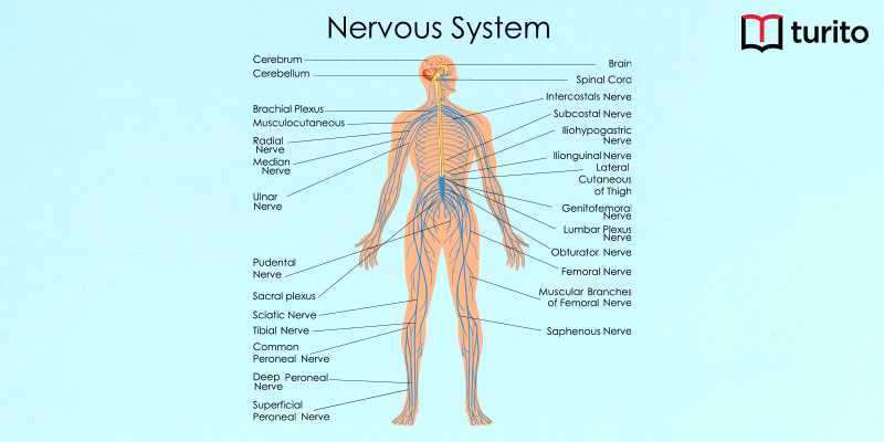 Nervous System (1)