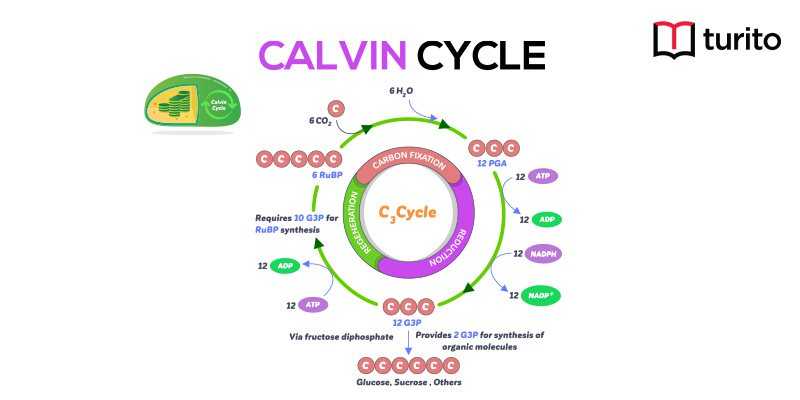 calvin cycle