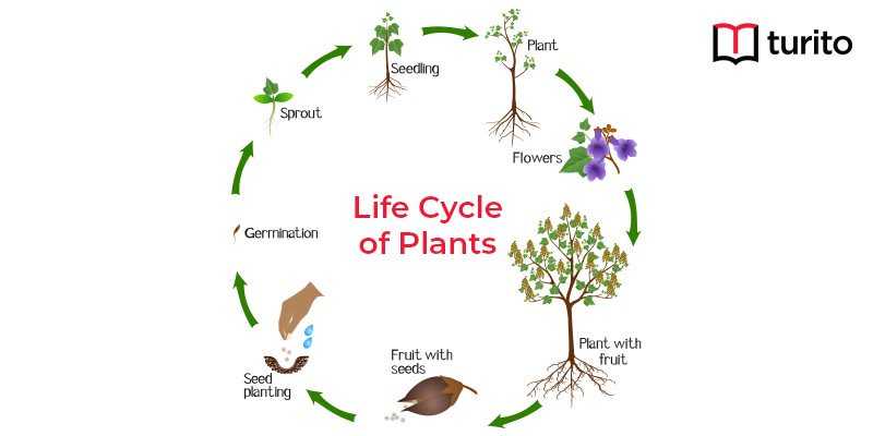 Plant Life Cycle Stages Parts Of A
