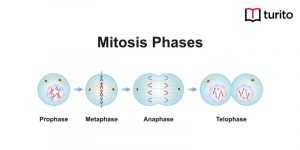 mitosis phase