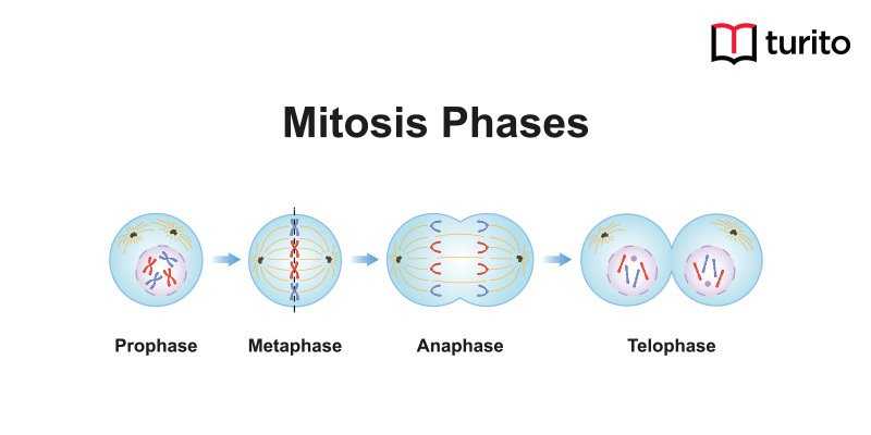 mitosis phase