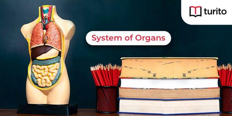 system of organs