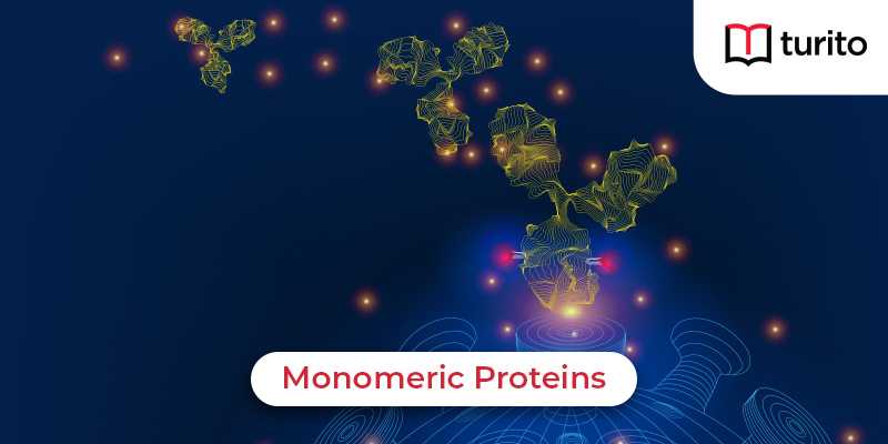 Monomeric Proteins