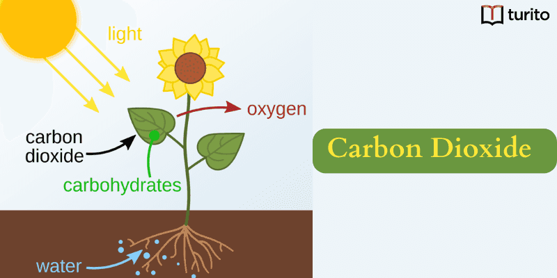 carbon dioxide definition