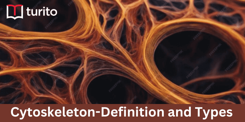 Cytoskeleton-Definition and Types