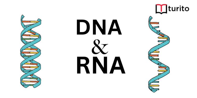 dna-and-rna
