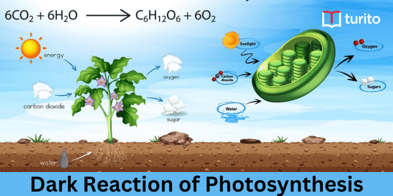 Dark Reaction of Photosynthesis