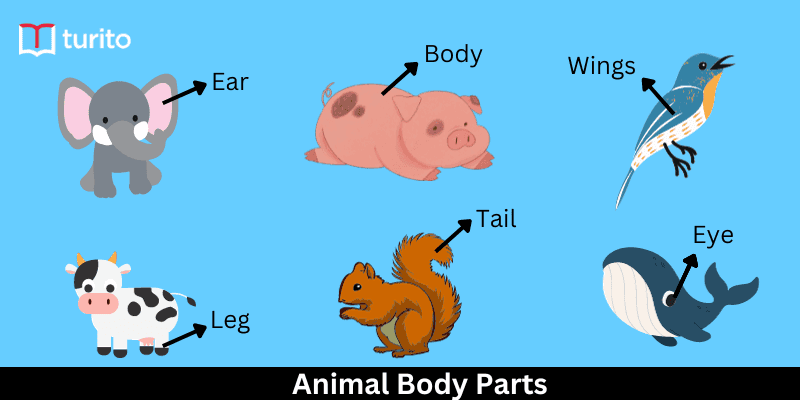 Animal Body Parts: Tails, Horns, Wings and Beaks - Turito