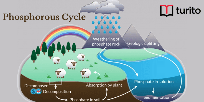 Phosphorous Cycle