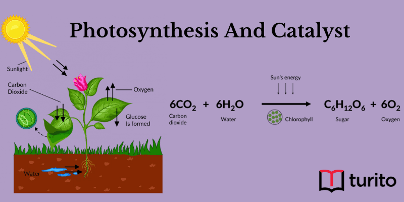 Photosynthesis And Catalyst