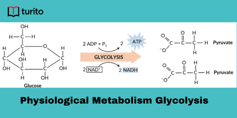Physiological Metabolism Glycolysis