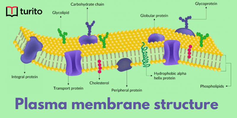 Plasma membrane structure