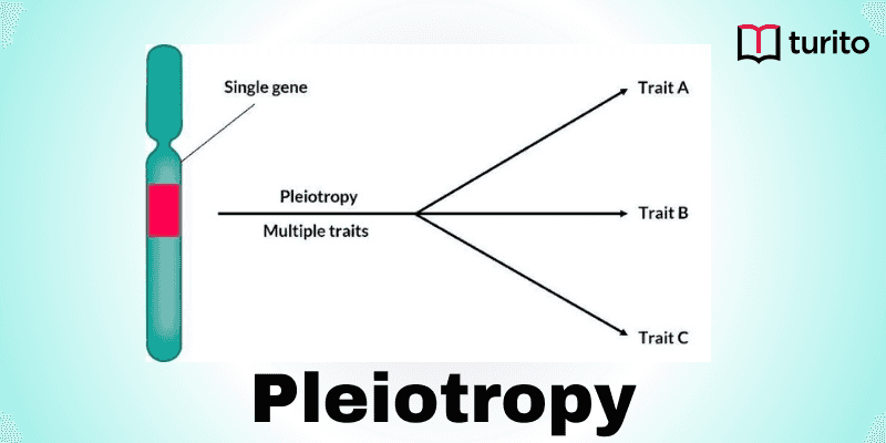 Pleiotropy