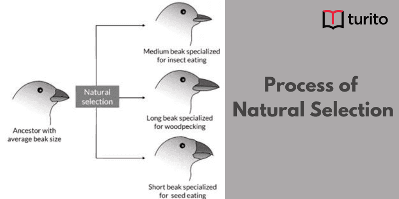 Process of Natural Selection