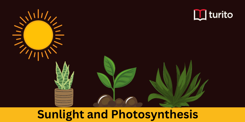 Sunlight and Photosynthesis