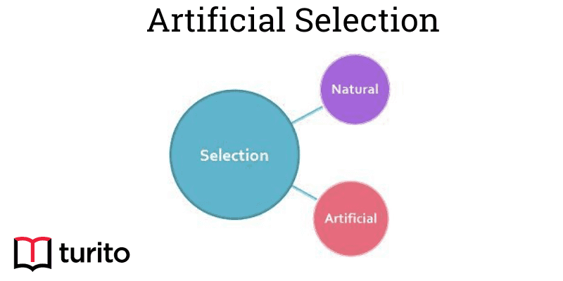 artificial selection