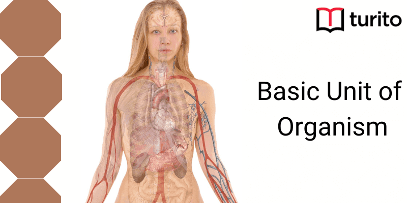 Basic Unit of Organism