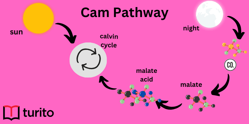 cam-pathway