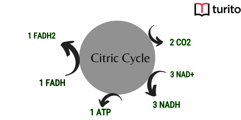 citric-cycle