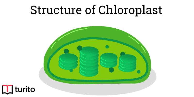 structure-of-chloroplast