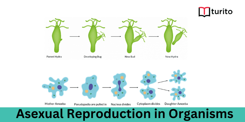Asexual Reproduction in Organisms
