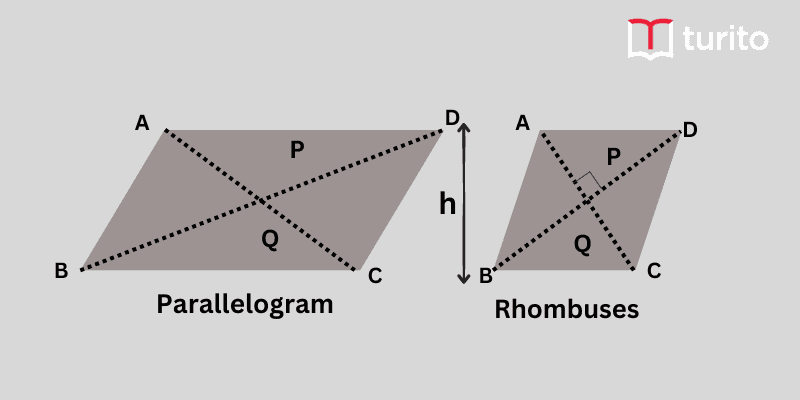 Areas of Parallelogram and Rhombuses