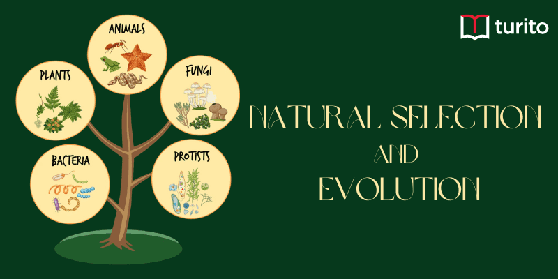Process of Natural Selection and Evolution