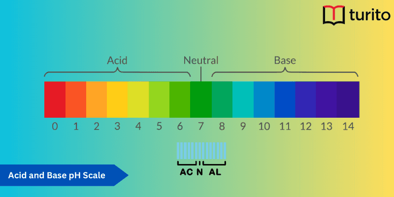 Acid and Base pH Scale