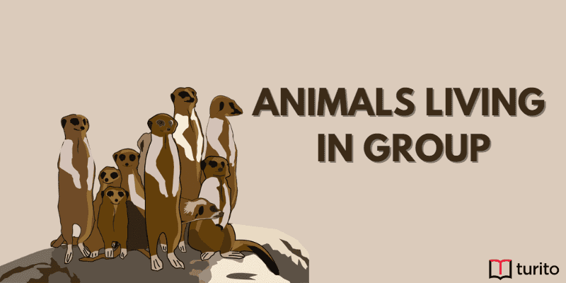 Animals Living in Group