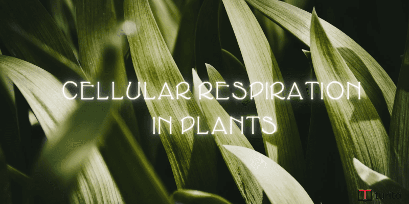 Cellular respiration in plants