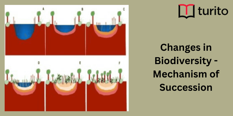 Changes in Biodiversity - Mechanism of Succession