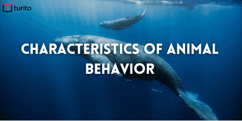 Characteristics of animal behaviour