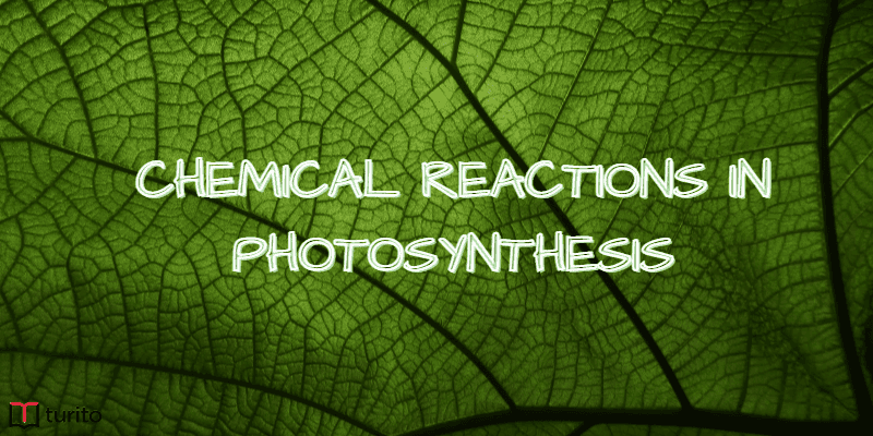 Chemical reactions in Photosynthesis