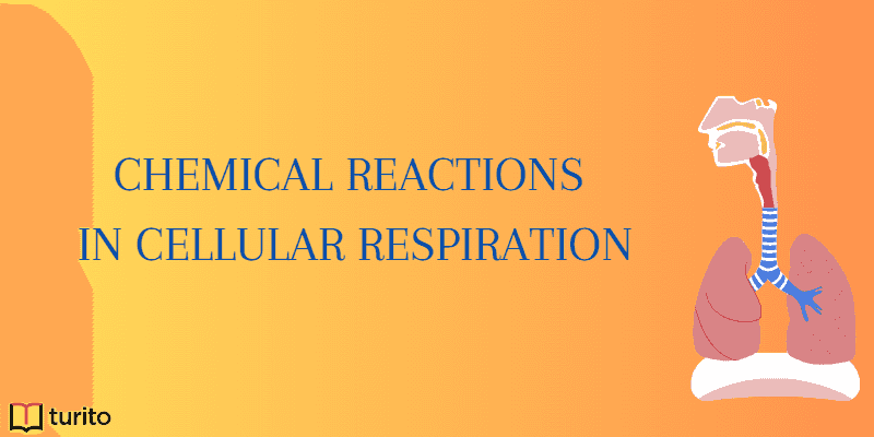 Chemical reactions in cellular respiration