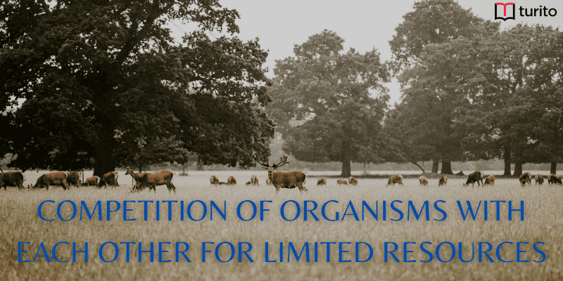 Competition of organisms with each other for limited resources