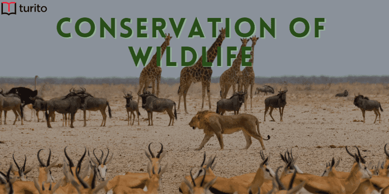 Conservation of wildlife