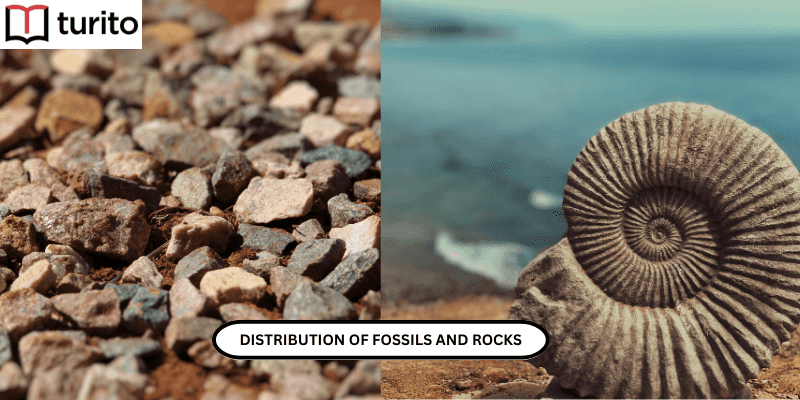 DISTRIBUTION OF FOSSILS AND ROCKS