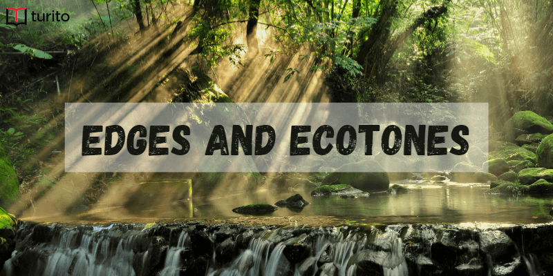Edges and Ecotones