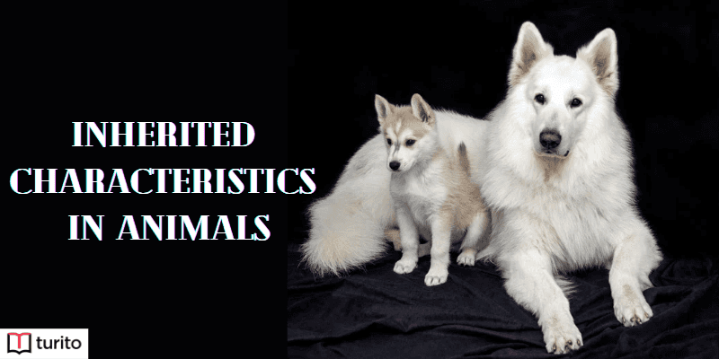 Inherited characteristics in Animals