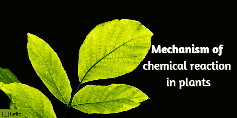 Mechanism of Chemical Reaction in Plants