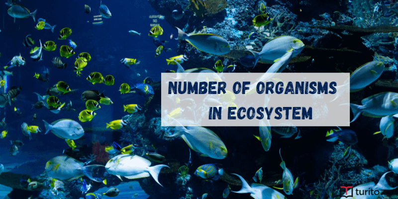 Number of Organisms in Ecosystem