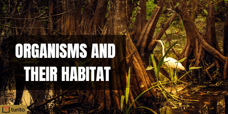 Organisms and their habitat