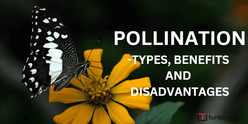 Pollination-Types ,Benefits and Disadvantages