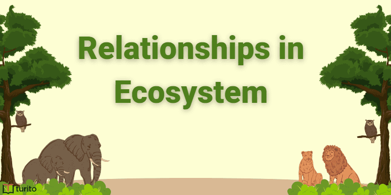 Relationships in Ecosystem