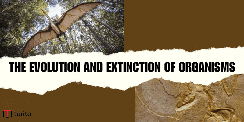 The Evolution and Extinction of Organisms