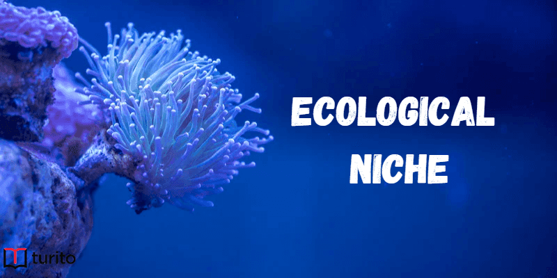 Ecological Niche