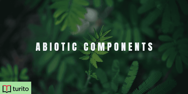 Abiotic Components