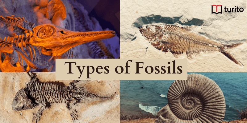 Types of Fossils